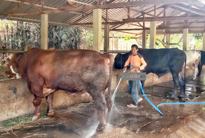 MANDI DULU: Penjaga kandang sapi milik Inayah membersihkan sapi dan kandang baru-baru ini. (VACHRI RINALDY L/RADAR KUDUS)