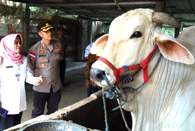 BERI SEMANGAT: Kapolres Karanganyar AKBP Jerrold Hendra Kumontoy bersama dengan Kepala Dispertan PP Karanganyar Siti Maesyaroh melihat sapi warga Doplang, Karangpandan. (RUDI HARTONO/RADAR SOLO)