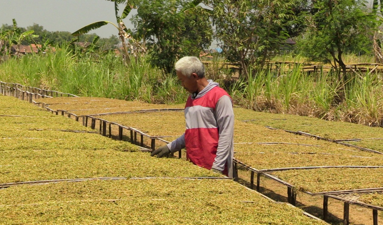 SIBUK: Salah satu petani tembakau di Rembang sedang menjemur hasil panen beberapa waktu lalu. (PEMKAB REMBANG UNTUK RADAR KUDUS)