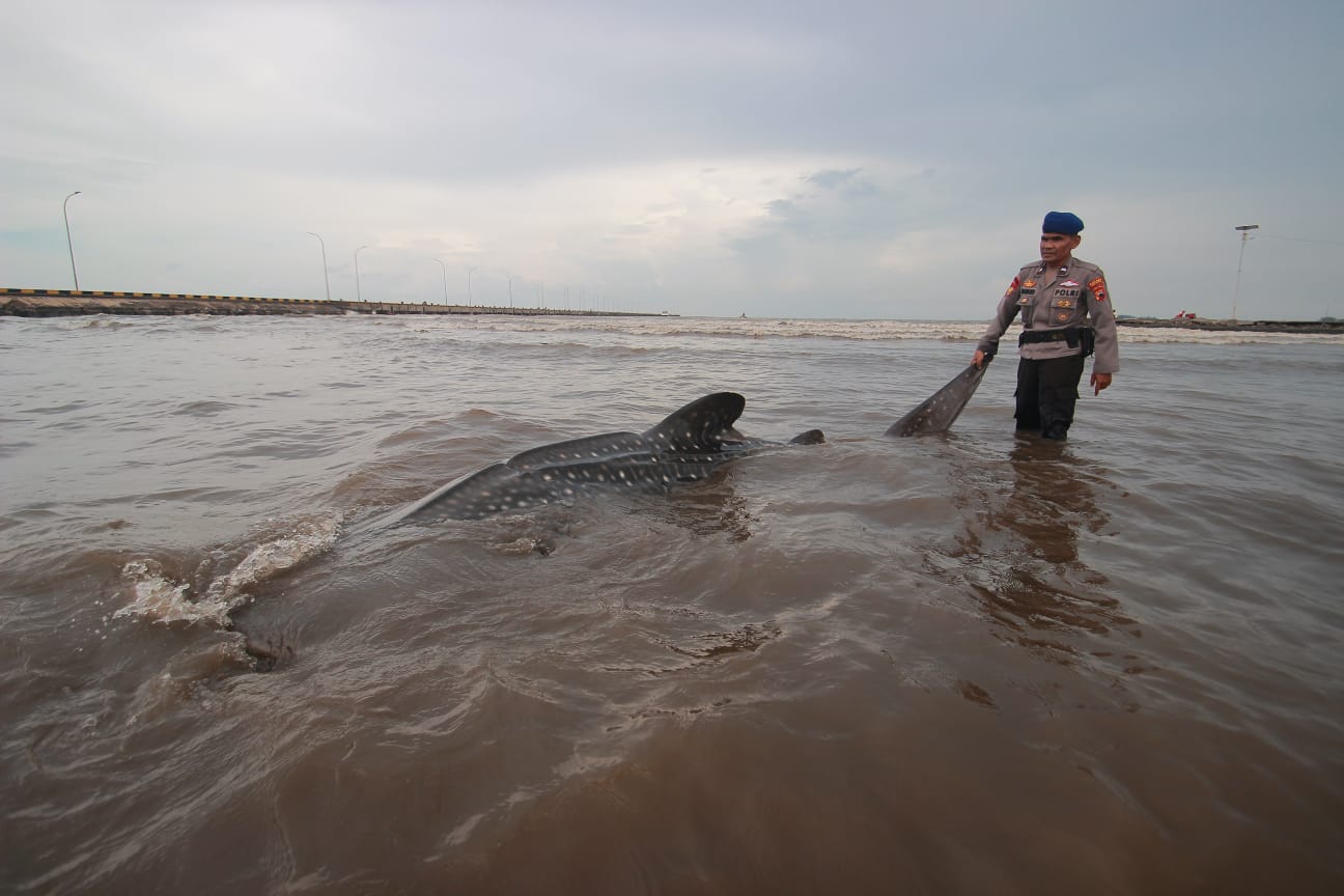 MALANG: Para nelayan berusaha mengevakuasi seekor hiu tutul yang terdampar di muara Sungai Kali Wiso Ujungbatu agar bisa kembali ke laut kemarin. (MOH. NUR SYAHRI MUHARROM/RADAR KUDUS)