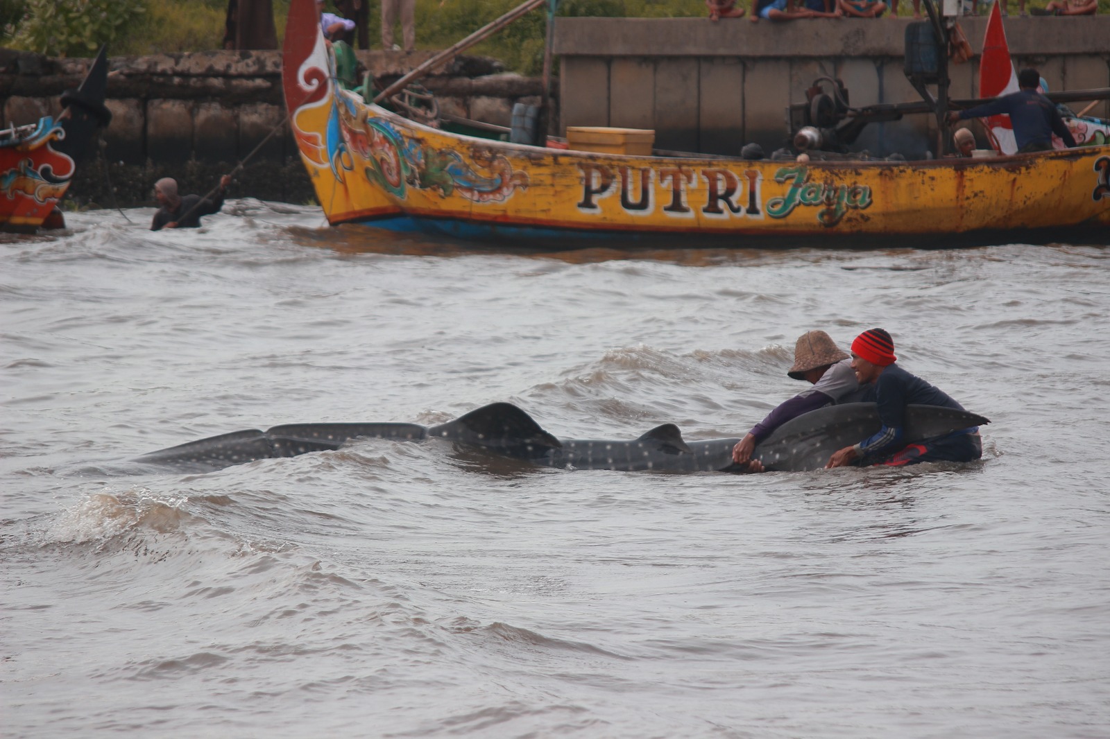 MALANG: Para nelayan berusaha mengevakuasi seekor hiu tutul yang terdampar di muara Sungai Kali Wiso Ujungbatu agar bisa kembali ke laut (3/2). MOH. NUR SYAHRI MUHARROM/RADAR KUDUS