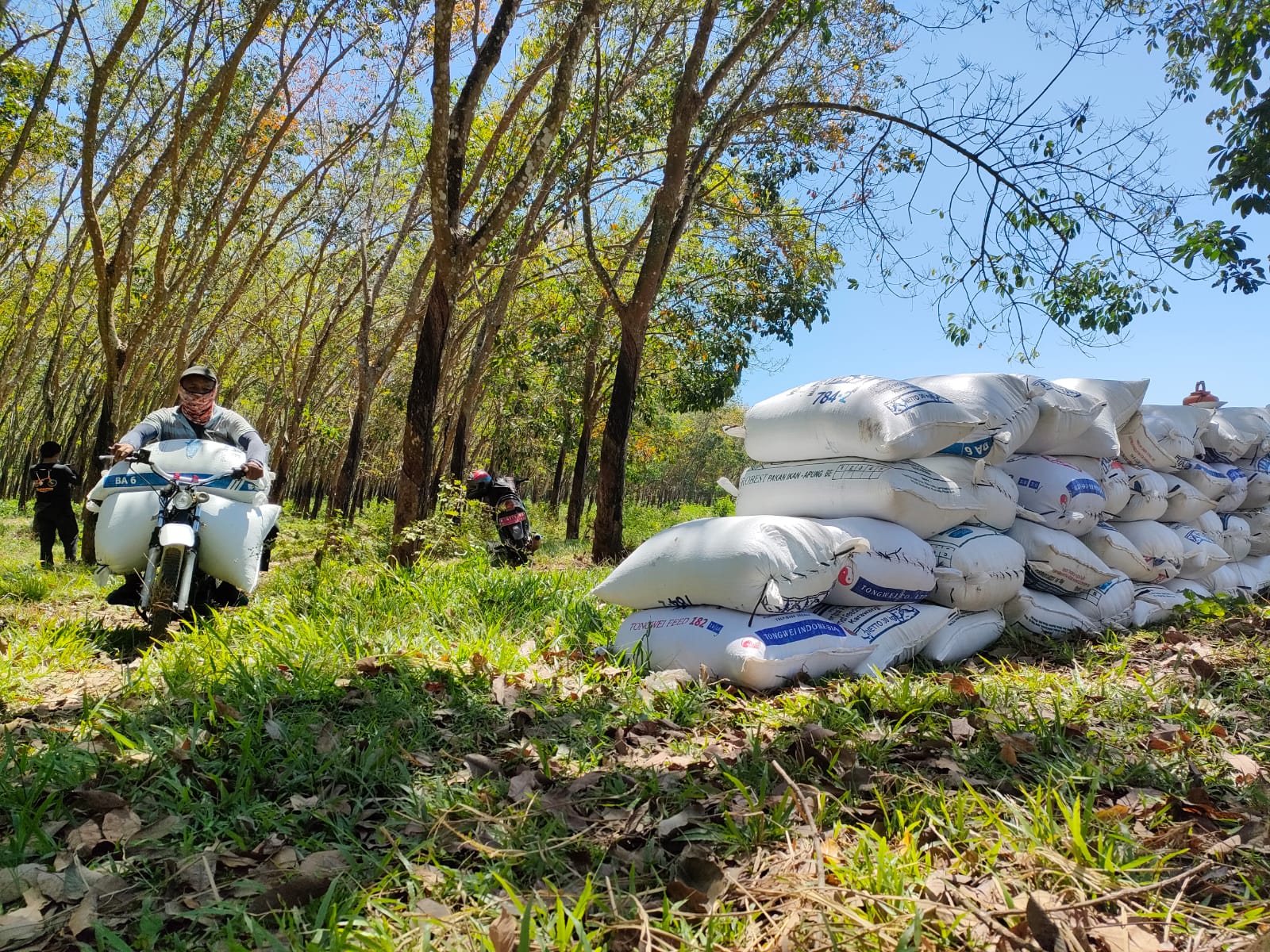PERLU INOVASI: Petani di Kabupaten Pati sedang melakukan panen.