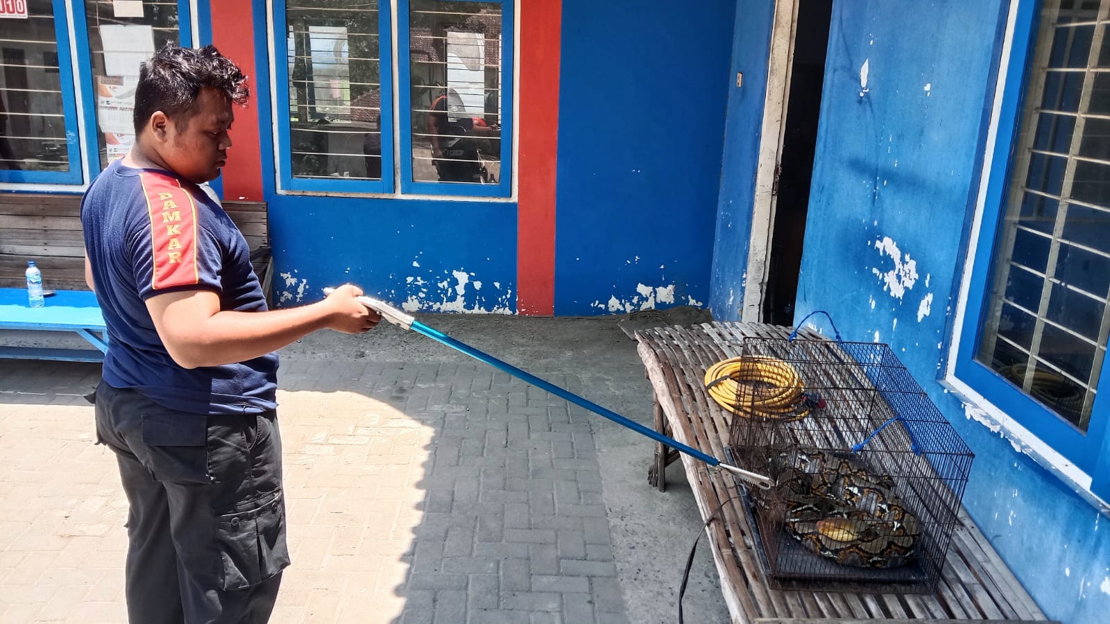 DIKURUNG: Petugas Damkar Rembang berhasil menangkap ular yang sempat berada di area pemukiman warga beberapa waktu lalu. (VACHRI RINALDY L/RADAR KUDUS)