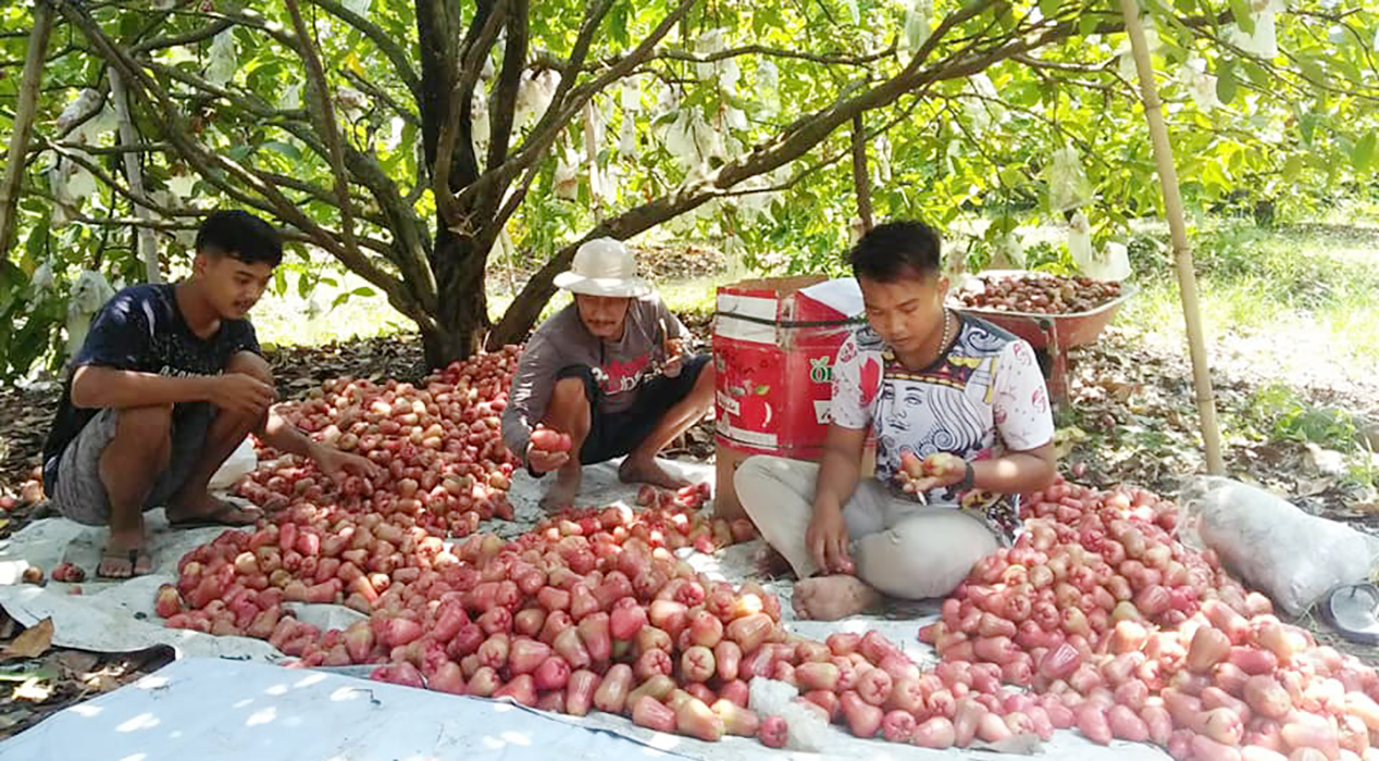 LEGOWO: Ali Farkan memilah jambu bersama dengan petani lainnya di salah satu lahan bisnisnya belum lama ini.