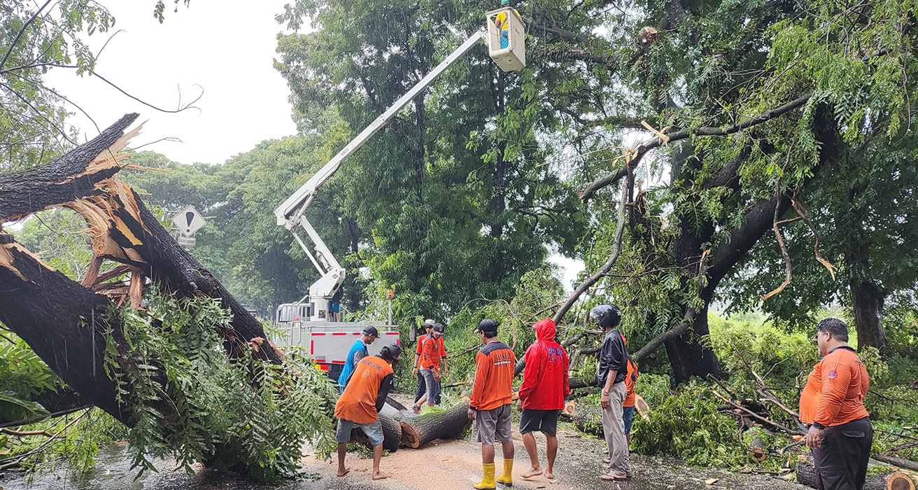 TAK: Relawan mengevakuasi pohon tumbang yang terjatuh di Jalan Lingkar Utara kemarin.