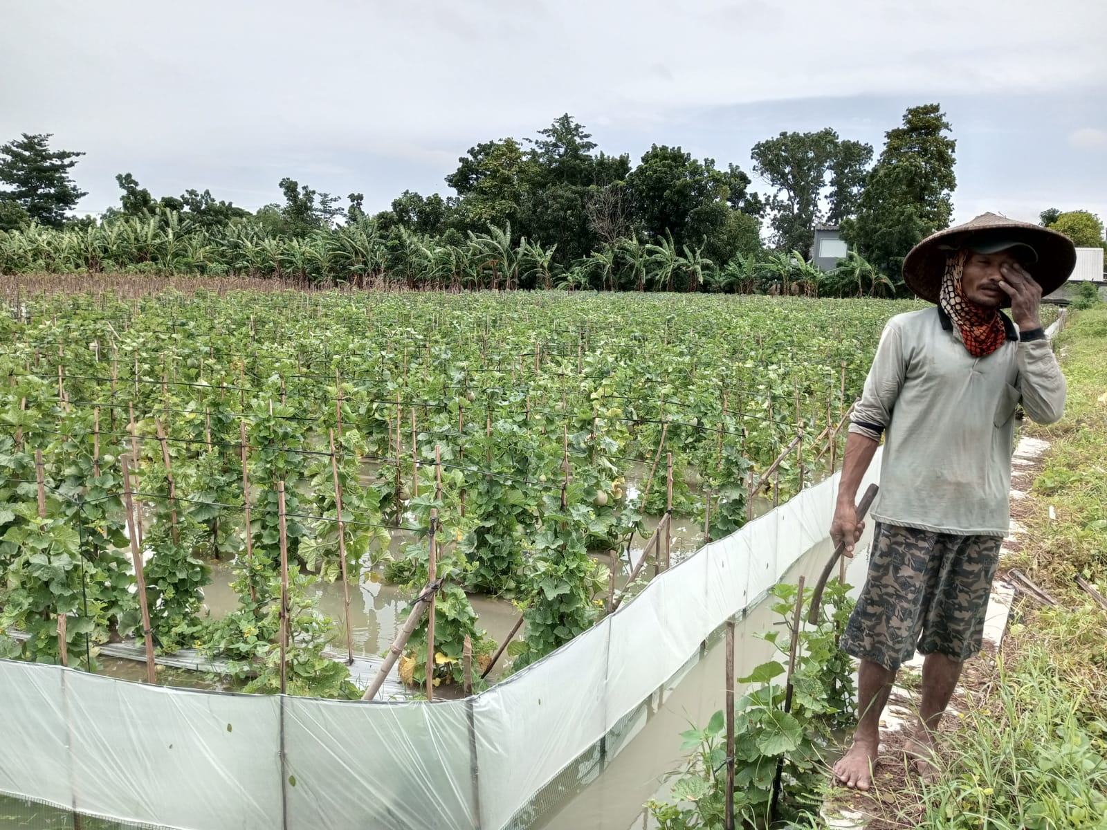 RUGI : Lahan pertanian melon di Desa Gadudero Kecamatan Sukolilo Pati terendam banjir padahal sebentar lagi panen. (ACHMAD ULIL ALBAB/RADAR KUDUS)