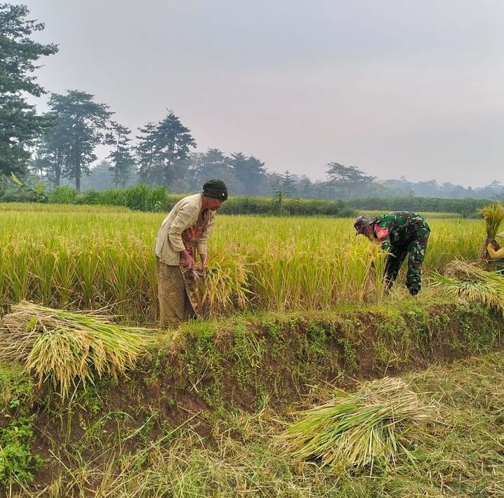 PEDULI: Babinsa Koramil 07/Bangsri Koptu Isnadi turut serta dalam pendampingan terhadap para petani di Desa Cepogo, Kecamatan Kembang. (KODIM JEPARA UNTUK RADAR KUDUS)