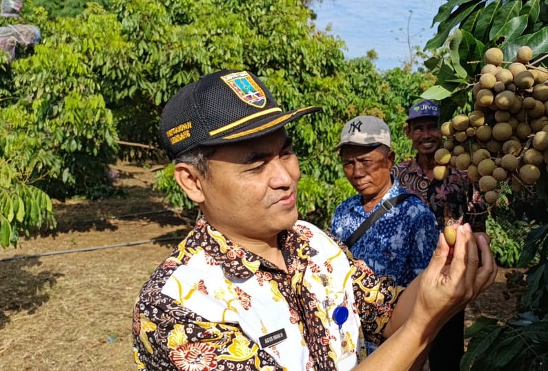 BERBUAH: Kepala Dintanpan Rembang Agus Iwan berkunjung ke kebun klengkeng di Desa Sendangmulyo, Kecamatan Bulu, Rembang. (PEMKAB REMBANG UNTUK RADAR KUDUS)