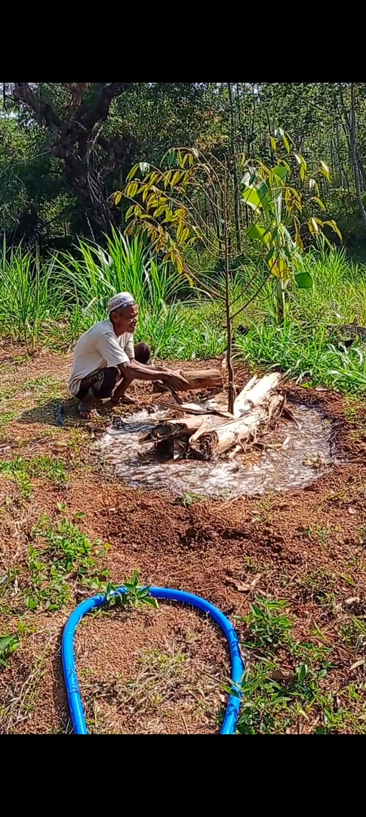 TIPS MENANAM: Jaga tanaman agar tak kering pada musim kemarau.