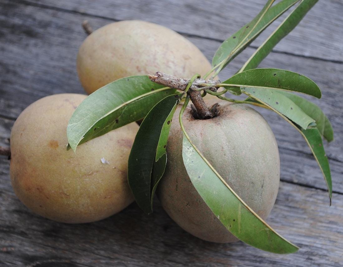 KHAS TROPIS: Buah sawo. (istimewa)