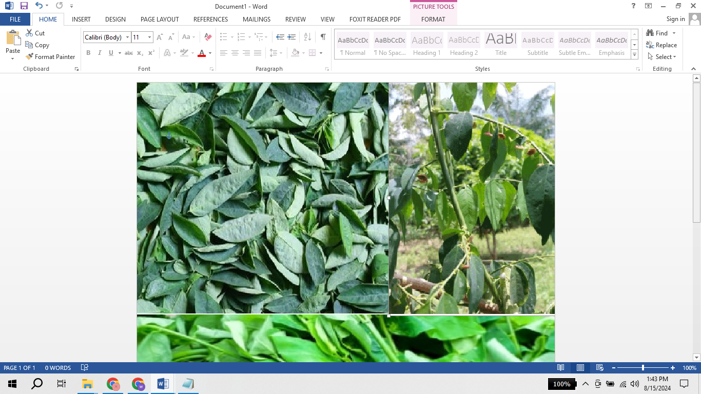 BANYAK KHASIAT: Daun katuk. (berbagai sumber)