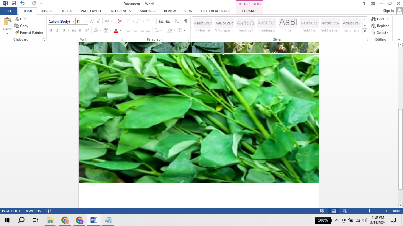 BERKHASIAT: Daun katuk. (ist)