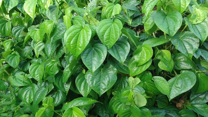 BANYAK MANFAAT: Tanaman daun sirih yang banyak manfaat dan khasiat