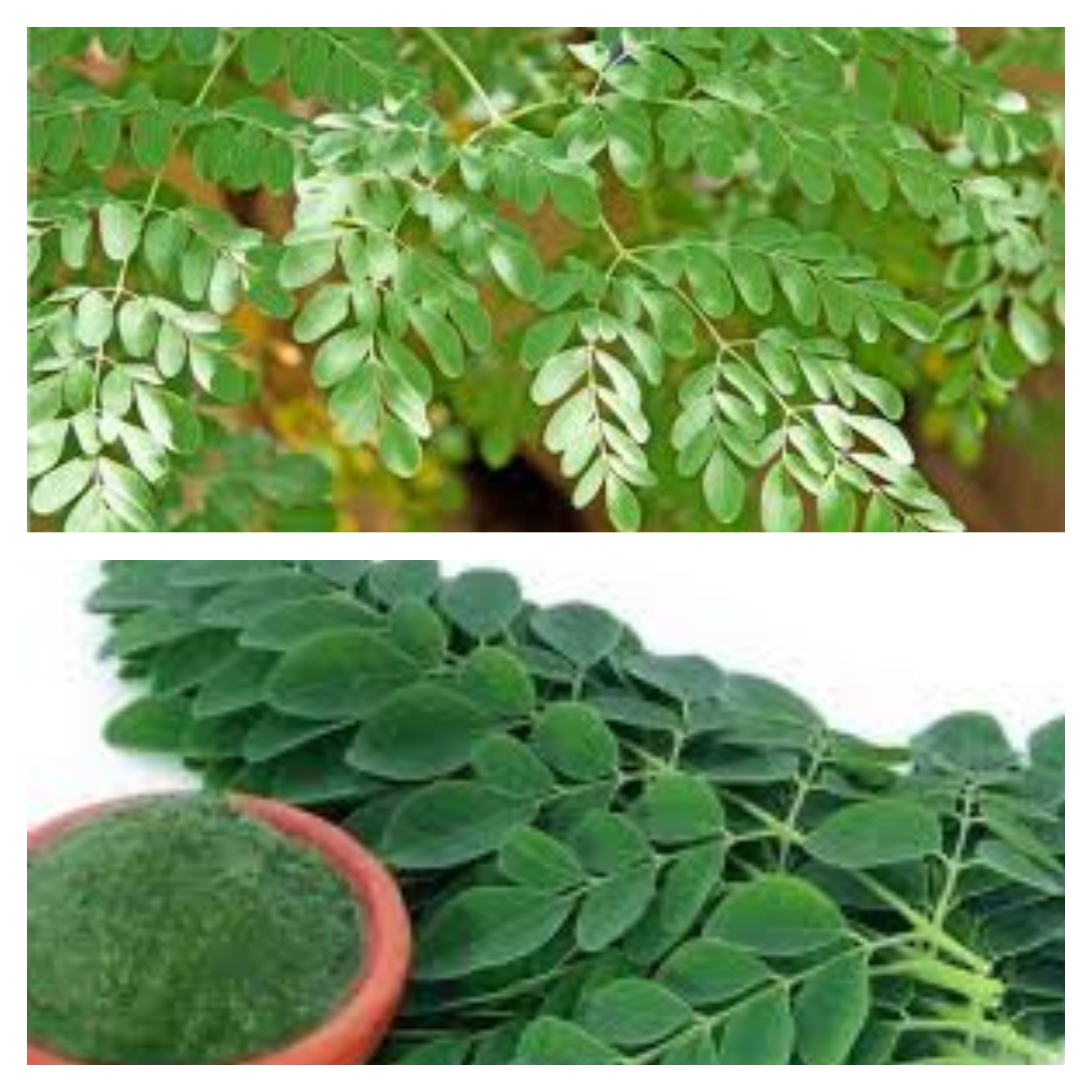 gambar daun kelor (istimewa)