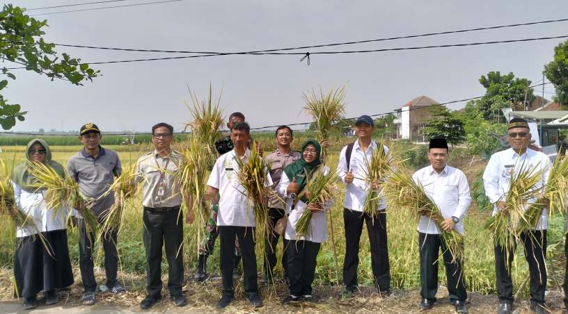 PANEN RAYA : Kegiatan Panen Raya yang dilaksanakan oleh Poktan Karya Tani Desa Kesambi (22/8)