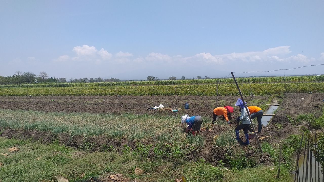 DICABUT: Beberapa petani mengolah lahannya di area persawahan Pati selatan baru-baru ini. (ANDRE FAIDHIL FALAH/RADAR KUDUS)