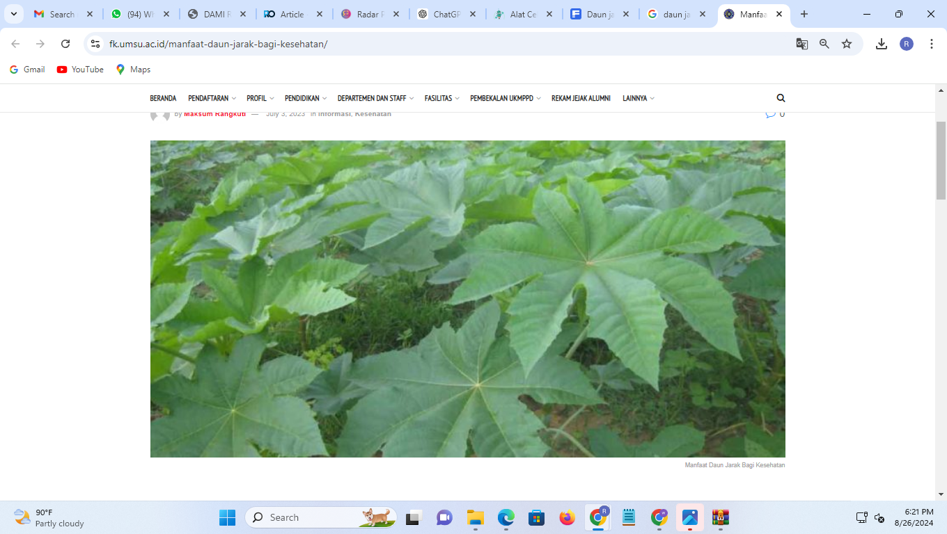 ILUSTRASI: Daun jarak. (sumber UMSU)