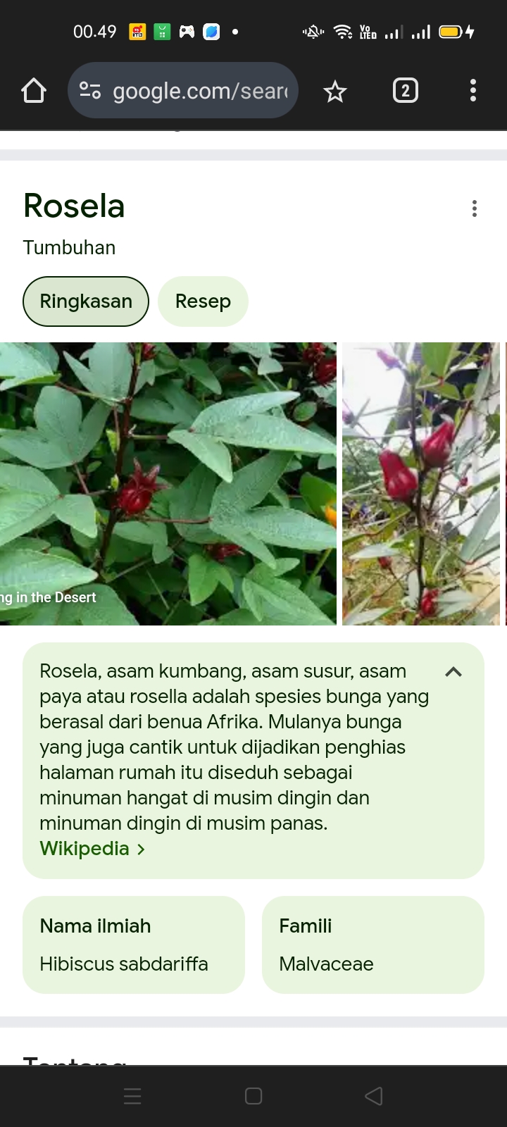 Ilustrasi: Rosela. (Wikipedia)