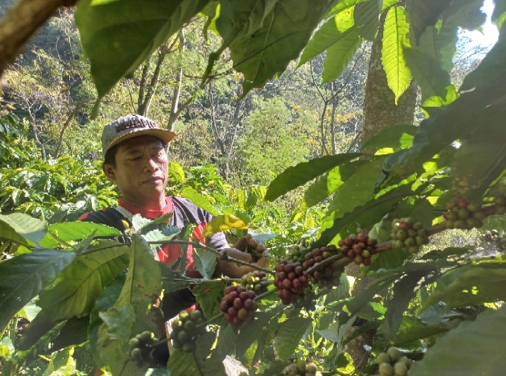 PUNCAK MUSIM PANEN: Petani kopi lokal di Desa Tempur, Ahmadi sedang memetik kopi merah di kebunnya baru-baru ini. FIKRI THOHARUDIN/RADARPATI.ID