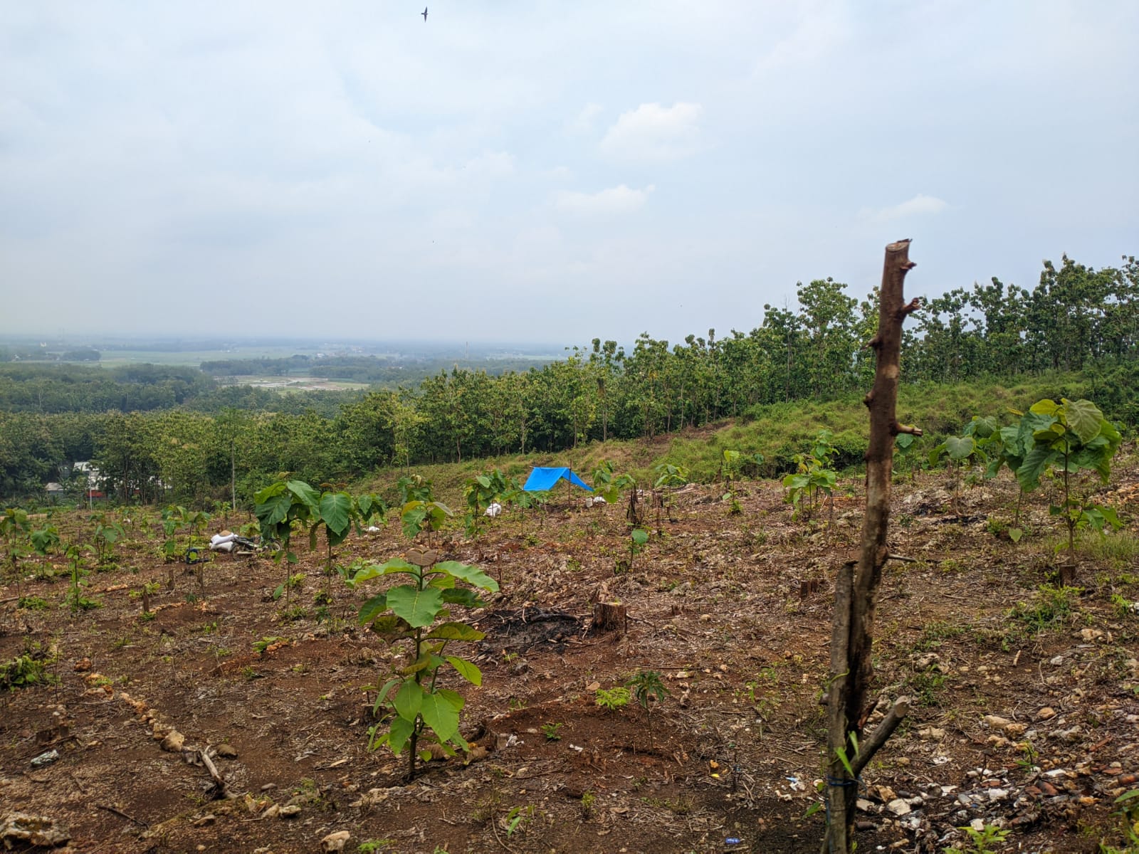 GUNDUL: Kondisi hutan di Pegunungan Kendeng belum lama ini. ANDRE FAIDHIL FALAH/RADARPATI.ID