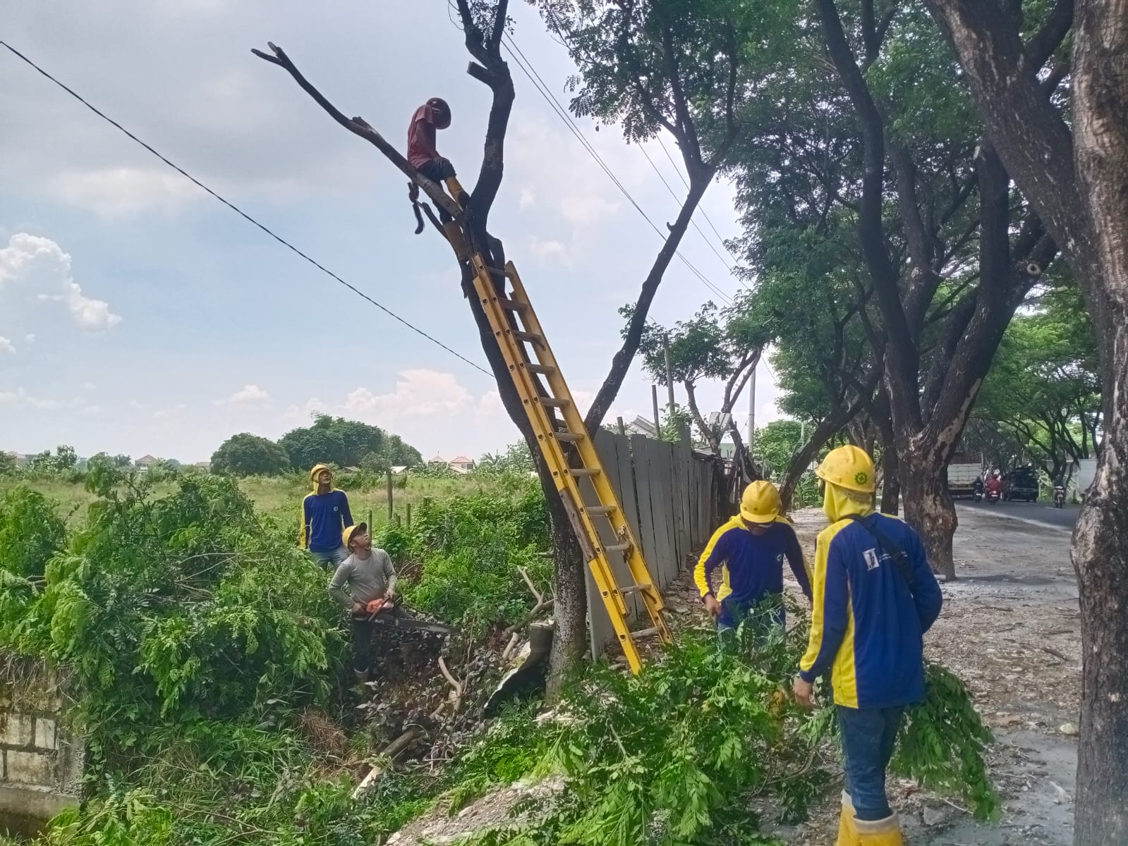 PEMELIHARAAN: Petugas sedang melakukan kegiatan perimbasan pohon untuk pemeliharaan jaringan listrik di Jalan Lingkar Utara Klumpit, Kudus (20/11). (ANDIKA TRISNA SAPUTRA/RADAR KUDUS)  &nbsp;