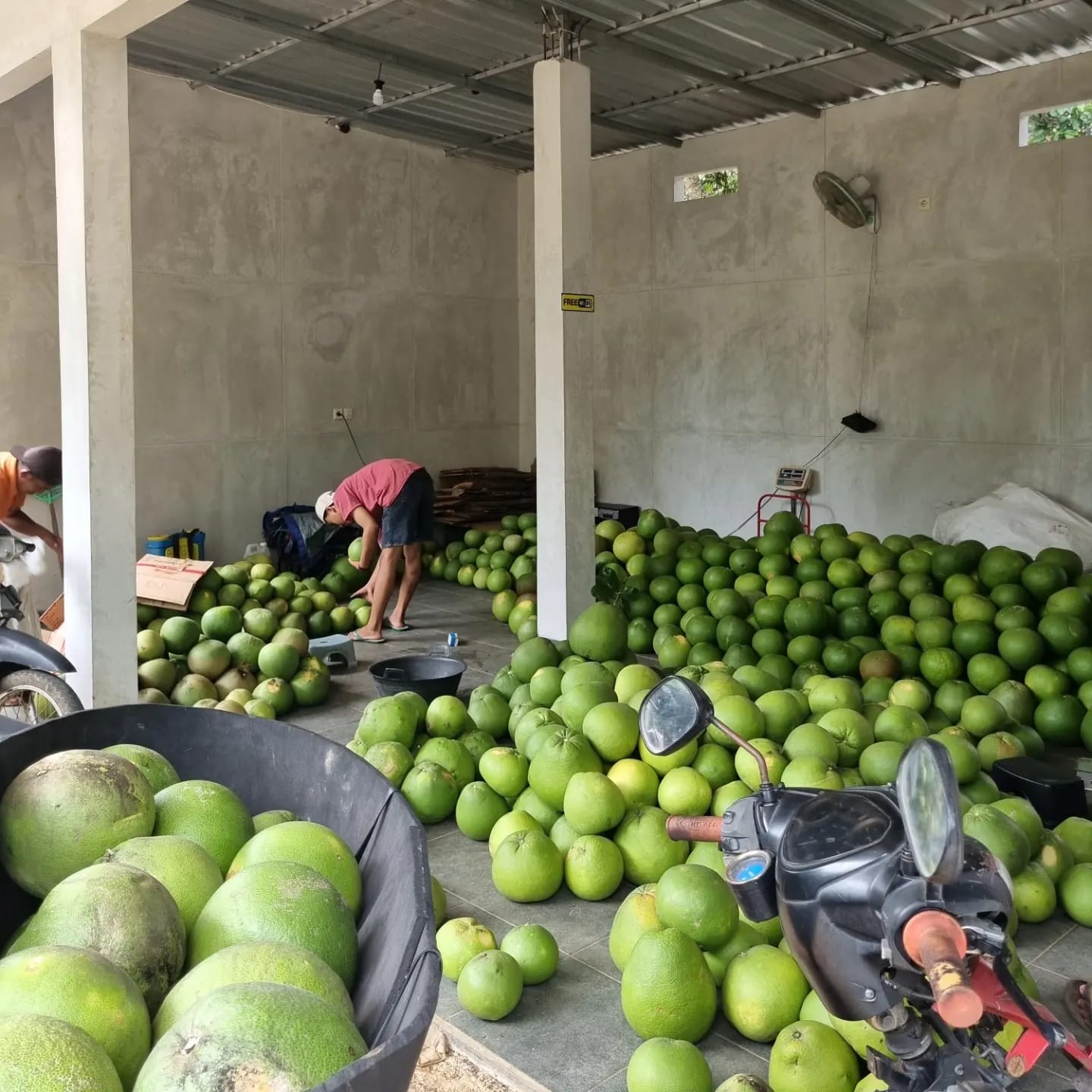 KHAS PATI: Penjual jeruk pamelo, Nurul Huda menunjukkan dagangannya di&nbsp; depo jeruk Desa Bageng Gembong, belum lama ini. (ANDRE FAIHDIL FALAH/RADAR KUDUS)  &nbsp;