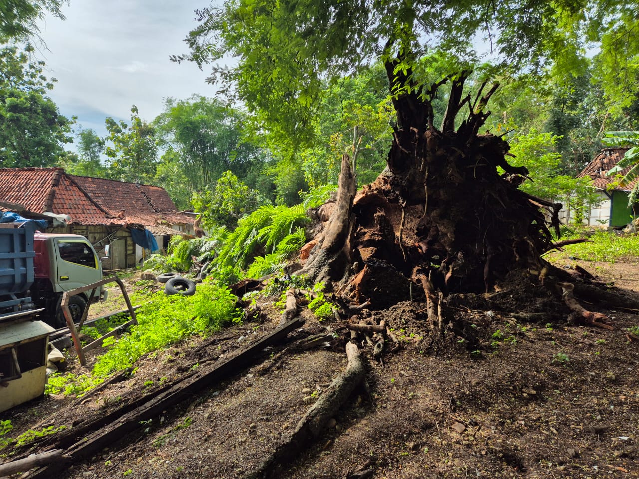 TUMBANG: Pohon tumbang menimpa dua rumah di Dusun Ploso Desa Plosorejo Kecamatan Tawangharjo. (INTAN MAYLANI SABRINA/RADAR PATI)