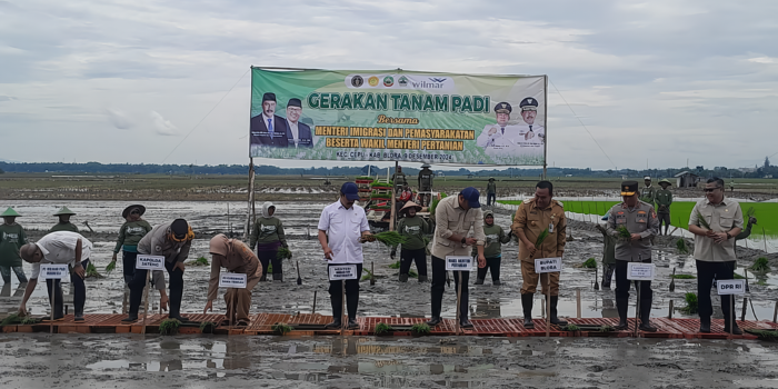 SEMANGAT: Wakil Menteri Pertanian (Wamentan) Sudaryono dan Menteri Imigrasi dan Pemasyarakatan Republik Indonesia, Agus Andrianto saat mengikuti tanam padi. (FAJAR UNTUK RADARPATI.ID)