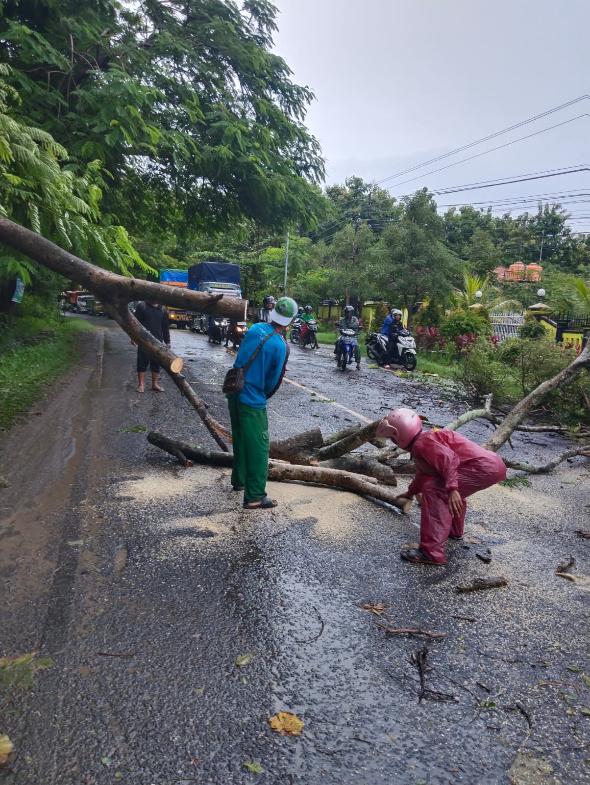 GERCEP: Petugas DLH gercep melakukan pemangkasan pohon tumbang di jalan nasional usai terkena angin kencang Sabtu lalu (1/2).