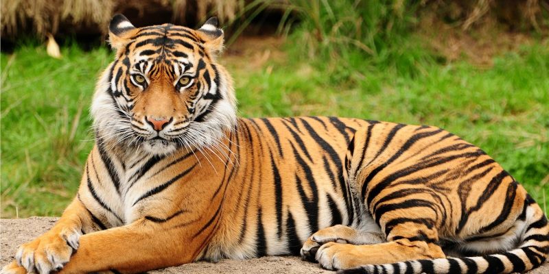 Harimau (BSKDN Kemendagri)