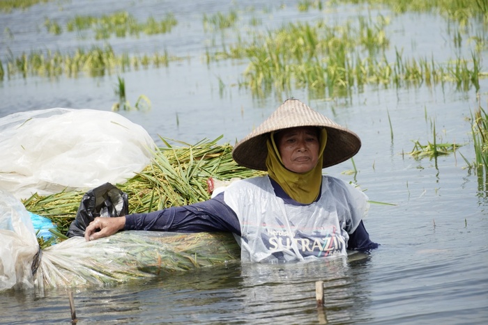TENGGELAM: Petani Sukolilo berendam di area persawahannya belum lama ini.