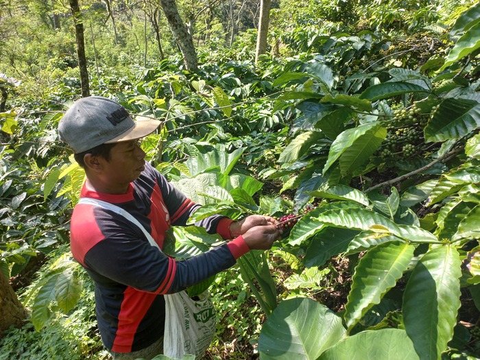 BIJI PILIHAN: Petani kopi di Desa Tempur lakukan petik merah untuk mendapatkan hasil terbaik.
