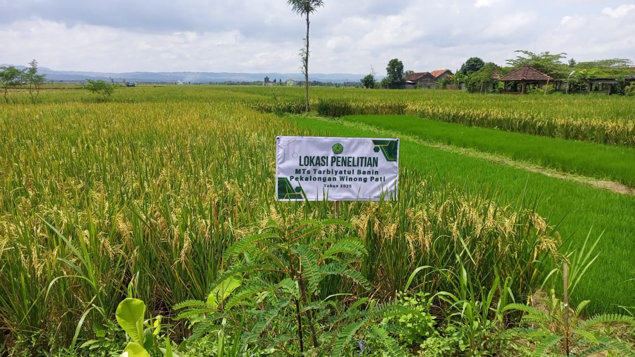 Lahan penelitian yang dikelola MTs Tarbiyatul Banin Winong terkait efektivitas penggunaan pupuk hayati. (MTS TARBIYATUL BANIN PATI UNTUK RADAR KUDUS)