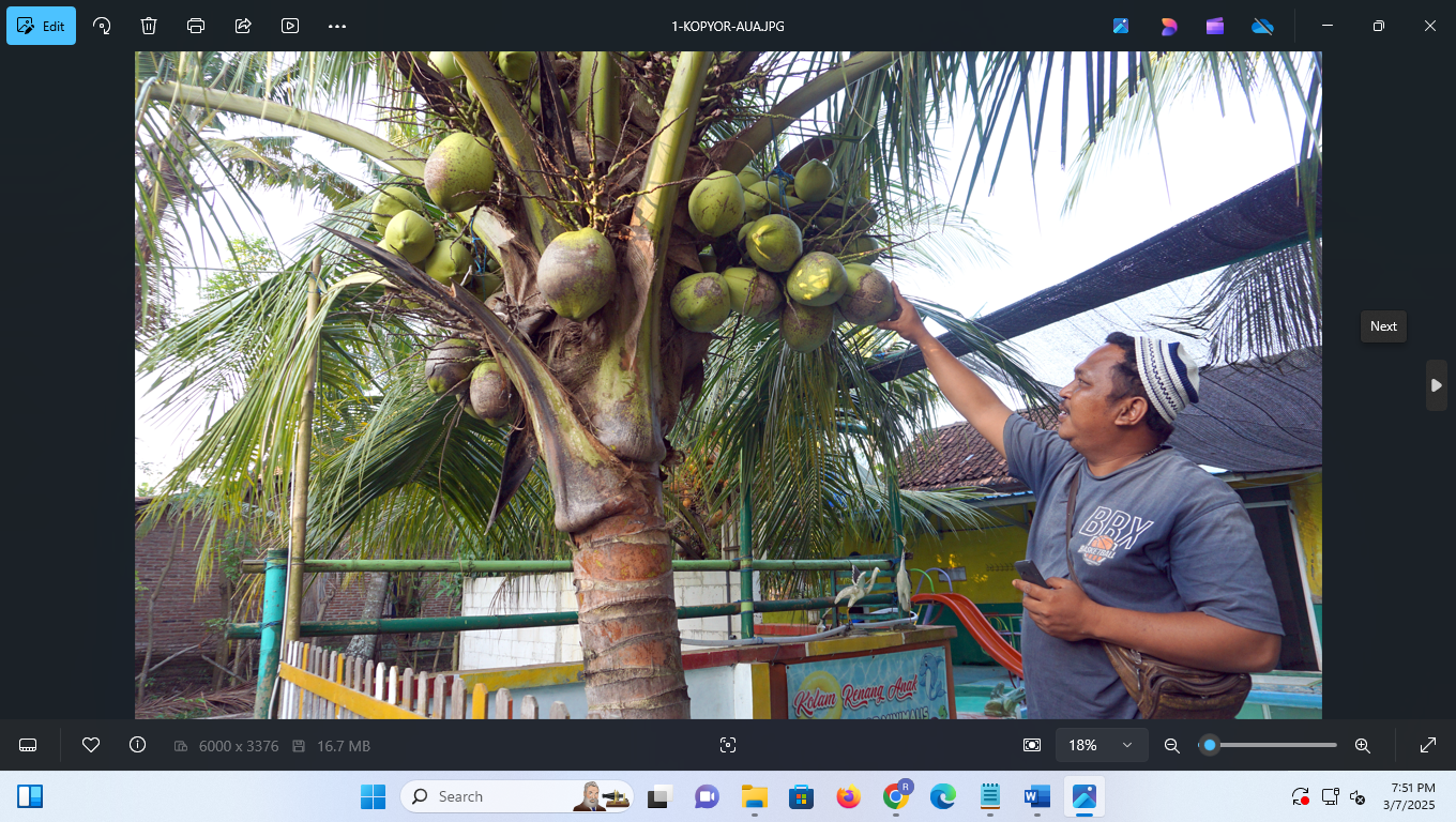 Petani Desa Kenanti, Kecamatan Dukuhseti, Pati memetik kelapa kopyor. (ULIL ALBAB/RADAR PATI)
