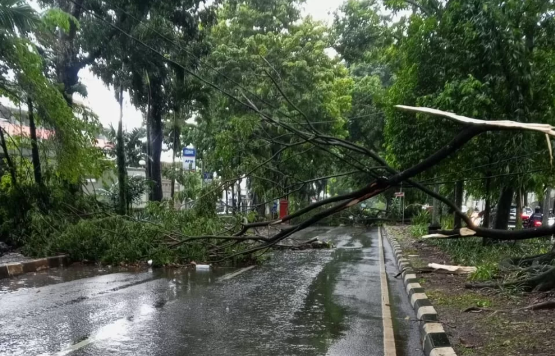 Hujan deras disertai angin kencang yang melanda wilayah Kota Semarang berdampak belasan pohon mengalami tumbang, Jumat (7/3) (RadarSemarang.ID)