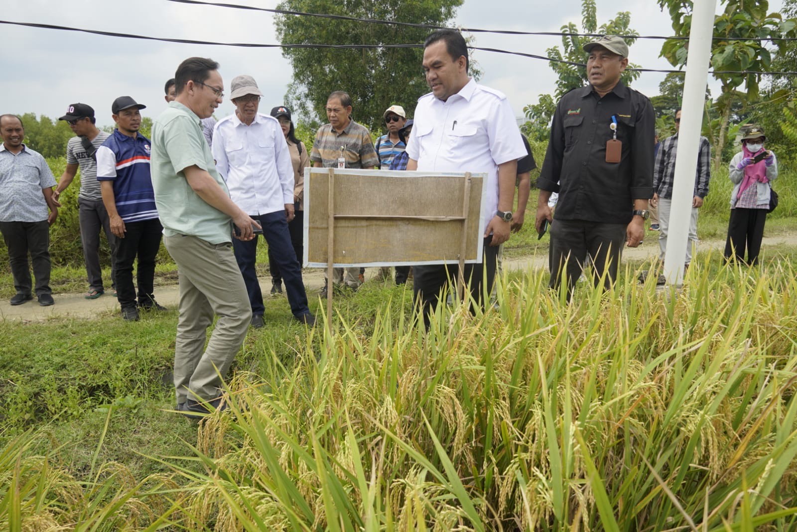 KINERJA KEPALA DAERAH:Bupati Arief Rohman Tenaga ahli kementerian pertaninan Mohammad Syakir berkunjung ke sawah berkaitan dengan percepatan Luas Tambah Tanam (LTT) (ARIF FAKHRIAN KHALIM/RADARPATI.ID)