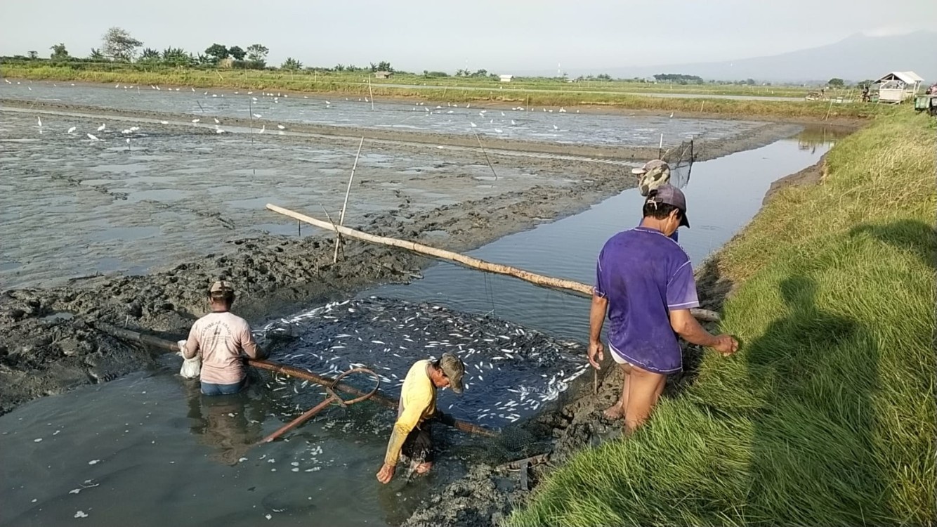 DITANGKAP: Pembudidaya nila memanen hasil budidaya di tambak wilayah Tayu belum lama ini. (ANDRE F/RADAR KUDUS)