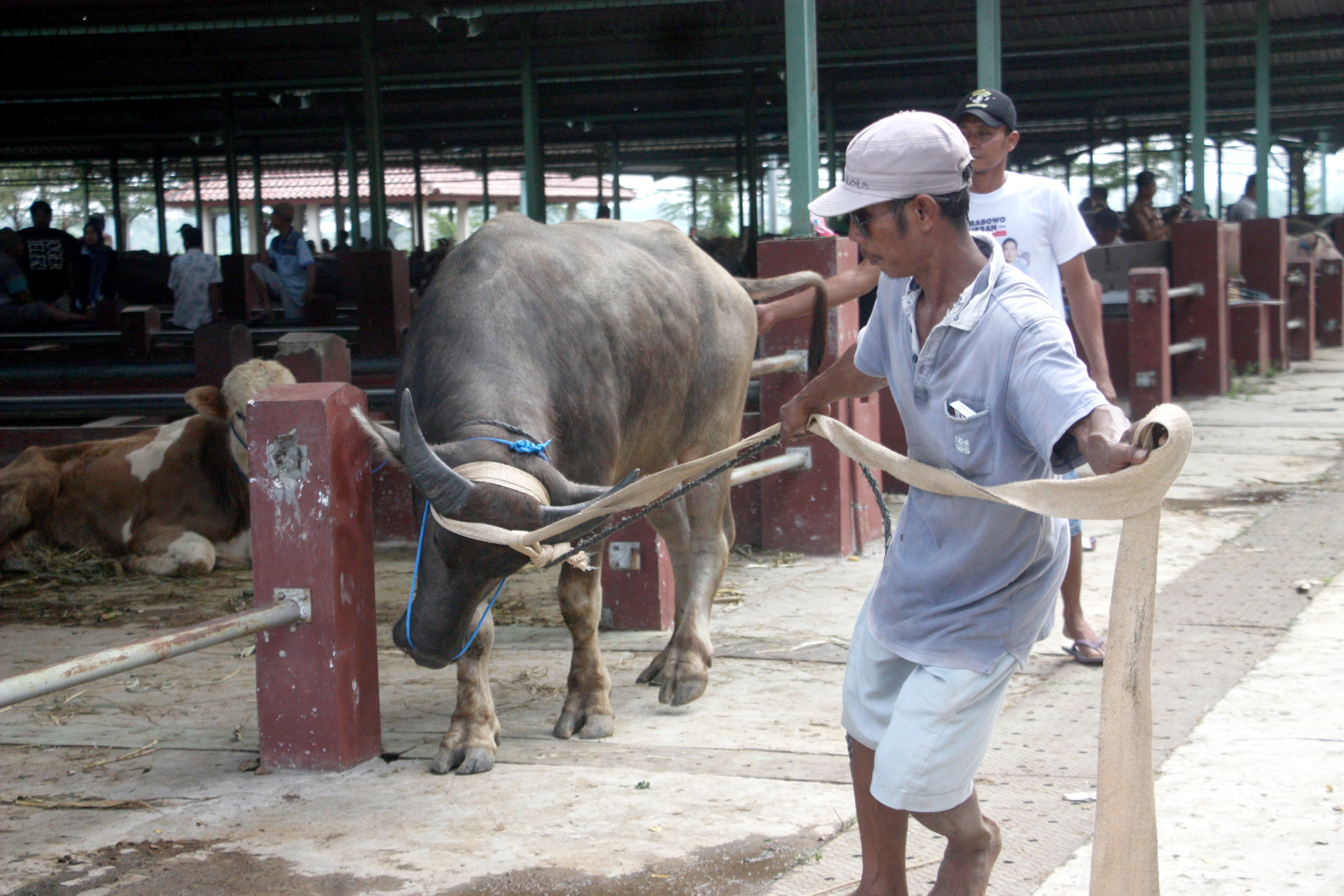 TINJAUAN: Dinas Pertanian dan Pangan (Dispertan) dan Dinas Perdagangan Kudus meninjau pasar hewan menjelang Idul Adha kemarin.