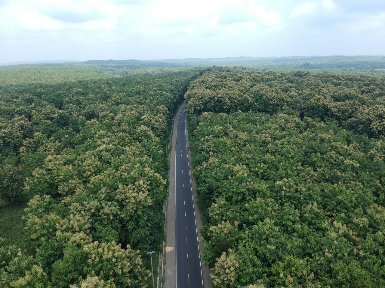 LAHAN HUTAN: Kondisi tampak atas hutan Cepu yang masih asri dengan banyaknya pohon jati.