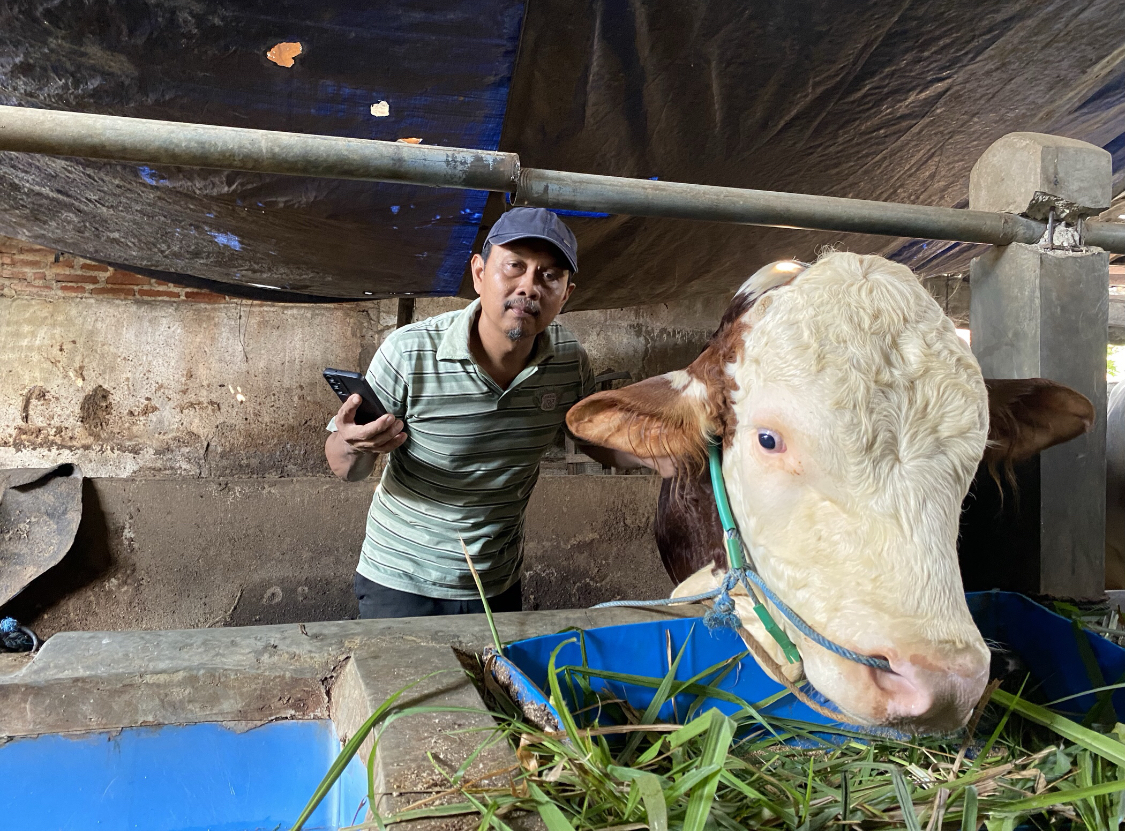 SAPI KURBAN : Pujiono, saat menunjukkan Bruno, sapi kurban yang dibeli Prabowo Subianto di Blora. ARIF FAKHRIAN KHALIM/RADARPATI.ID