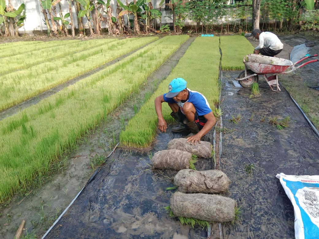 TANGGUH: Warga Desa Sidorejo, Kecamatan Kedungtuban saat melakukan pemindahan benih tanaman padi.