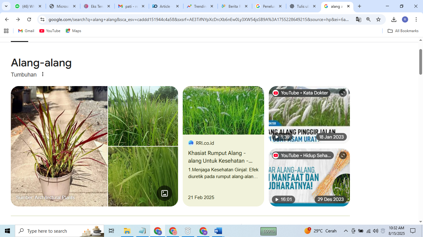 Tumbuhan alang-alang,  (Imperata cylindrica)