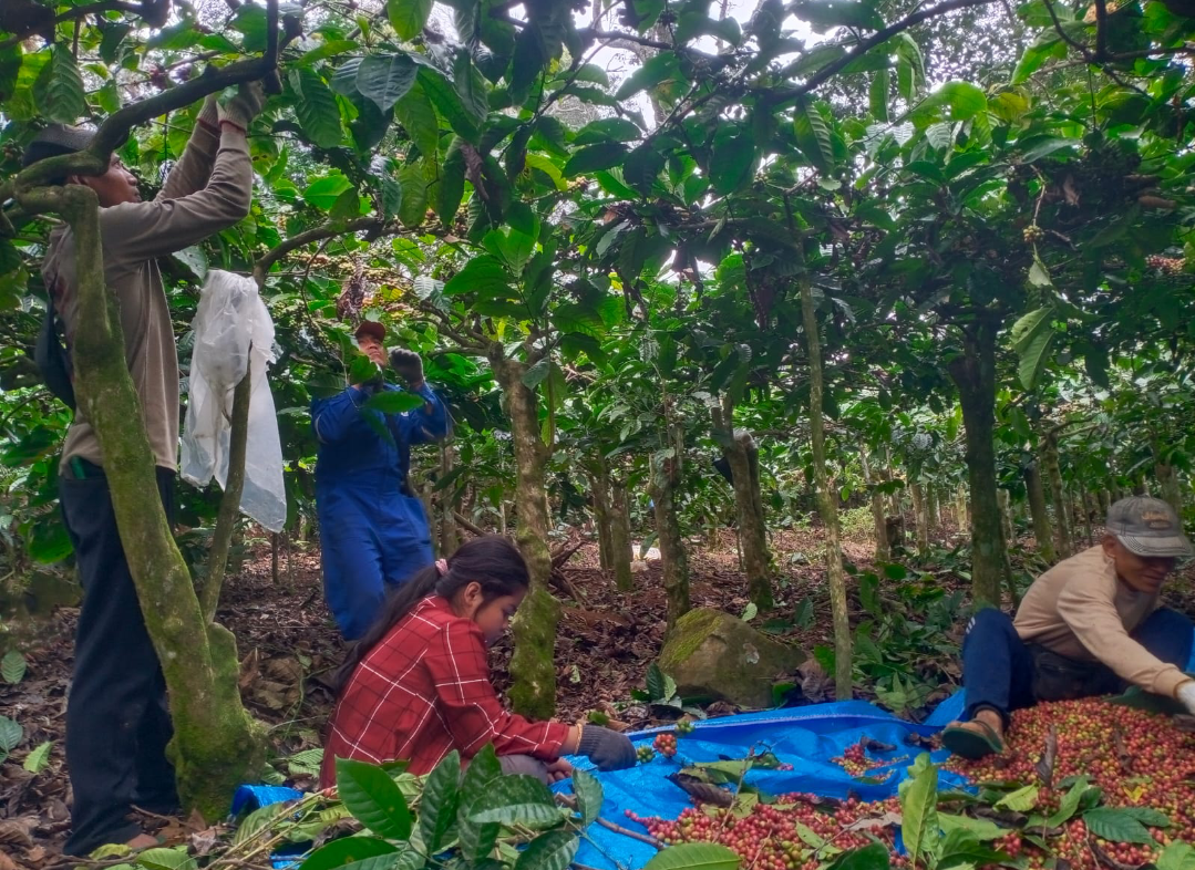 PANEN KOPI: Petani kopi di Desa Japan sedang memetik kopi yang telah matang di perkebunan kopi yang digarapnya, belum lama ini. (ANDIKA TRISNA SAPUTRA/RADAR KUDUS)