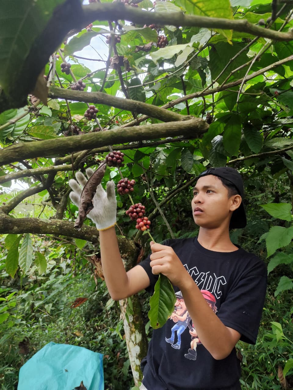 GALIH ERLAMBANG/RADAR KUDUS  MUSIM BERUBAH: Petani kopi muria Kudus memanen kopi petik merah.