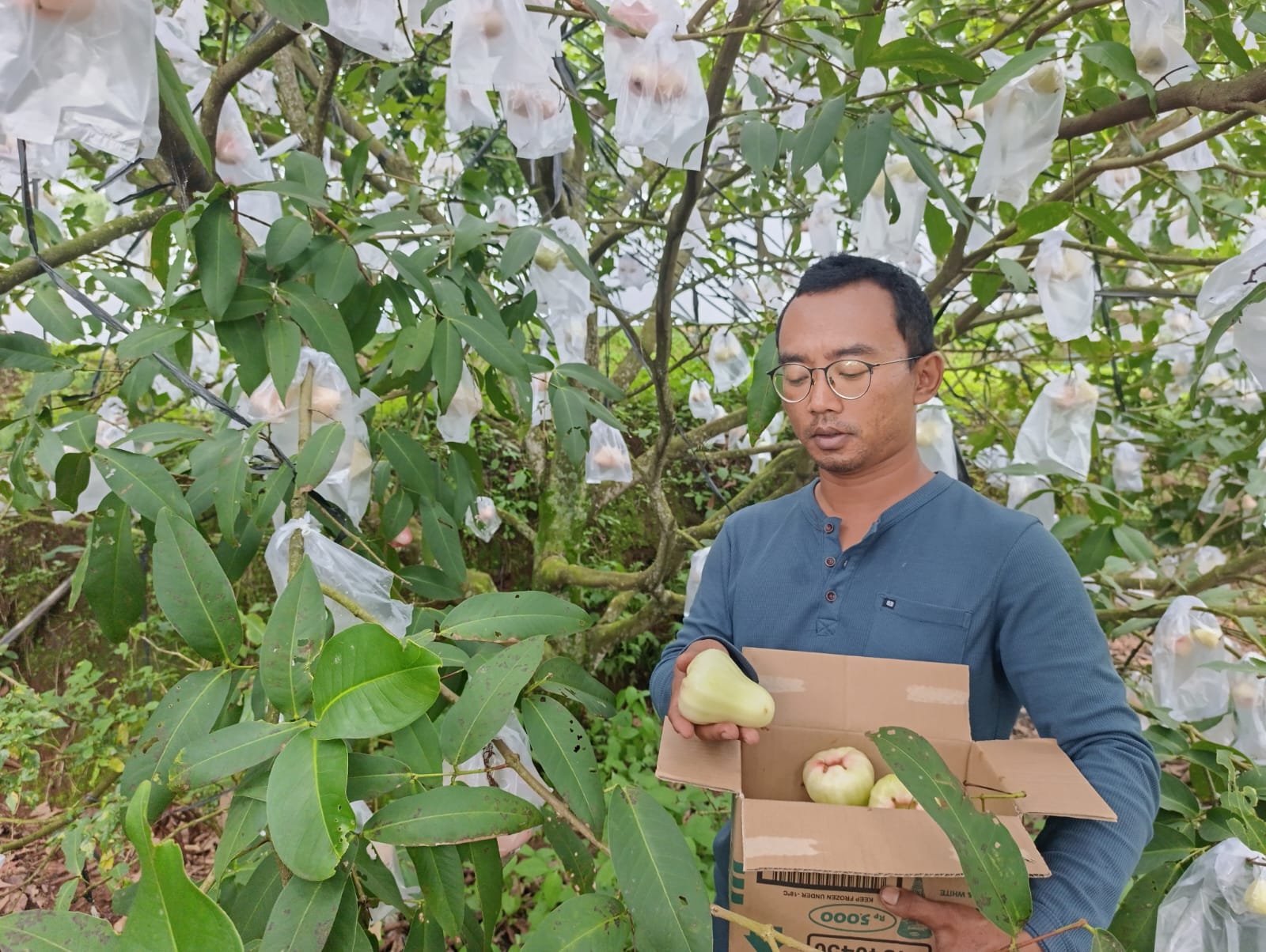 Wisata petik jambu madul deli kini hadir Di Desa Jrahi Kecamatan Gunungwungkal Pati. (ACHMAD ULIL ALBAB/RADAR KUDUS)