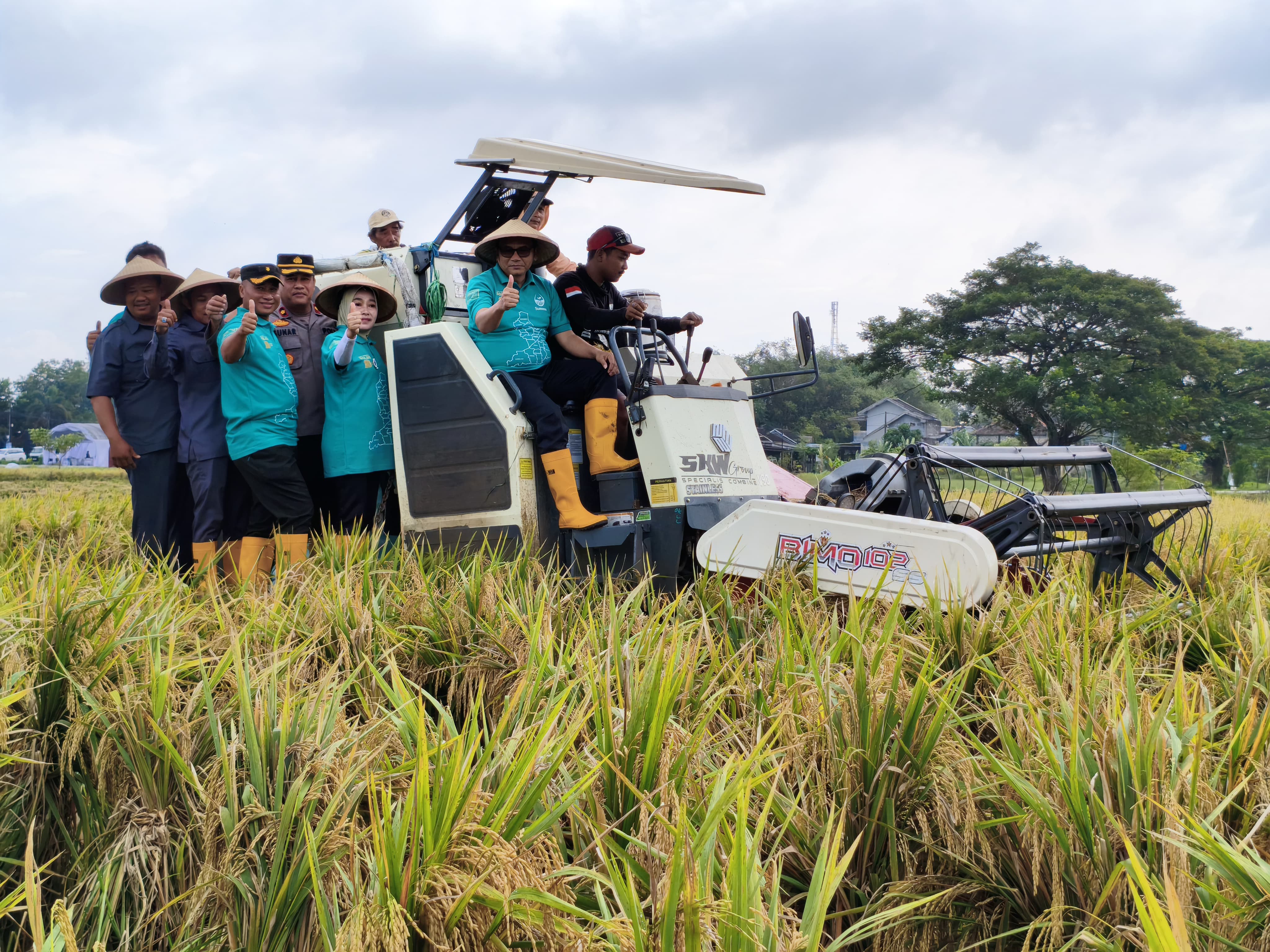 Plt Bupati Pati Risma Ardhi Chandra saat mengikuti panen di area sawah di Desa Gabus. (ACHMAD ULIL ALBAB/RADAR KUDUS)