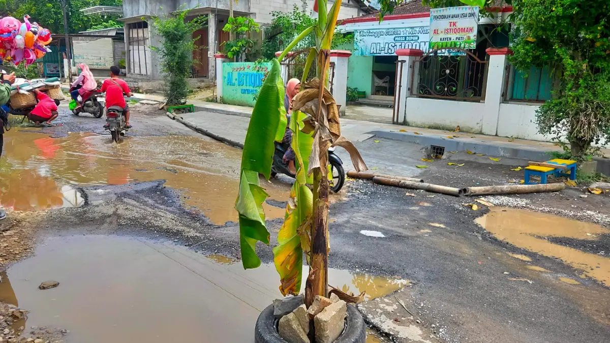 
Kondisi jalan rusak di Desa Kayen yang viral ditanami pohon pisang oleh warga sekitar karena membuat beberapa pengguna jalan terjatuh. (ACHMAD ULIL ALBAB/RADAR PATI)
