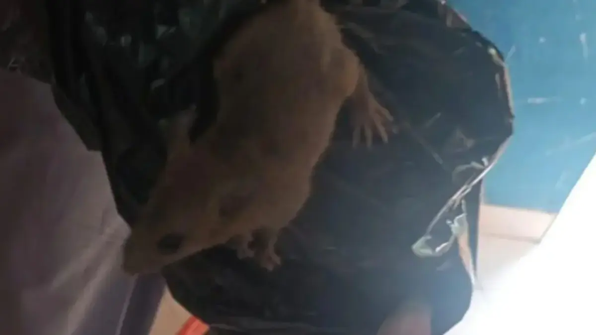 Siswa SMKN 8 Semarang histeris ketika menemukan ada seekor tikus di dalam ompreng MBG.