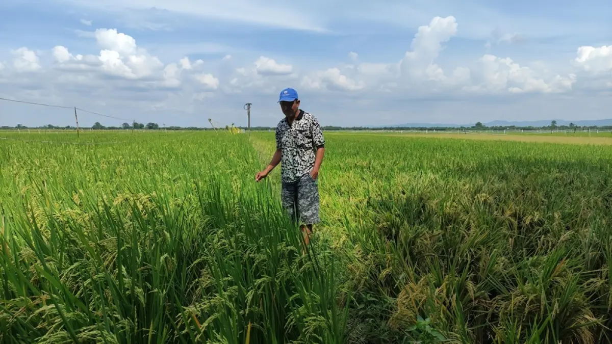 Petani di Pati mengecek tanaman padinya. (ANDRE F/ RADAR PATI)