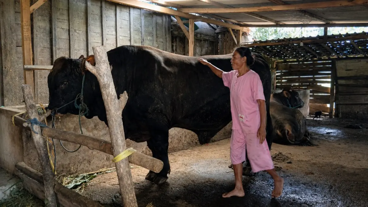 EKO SANTOSO/RADAR KUDUS 
BANGGA: Surati, warga Desa Perantauan, Kecamatan Bogorejo, Blora, mengelus sapi miliknya di kandang. 
